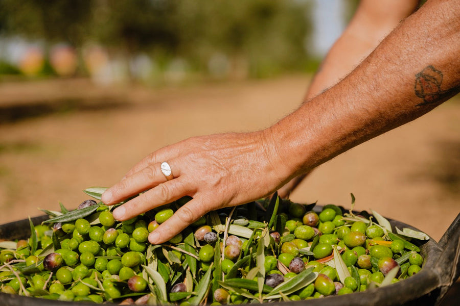 The Brain-Boosting Benefits of Extra Virgin Olive Oil: Why Vignoli Food’s Premium Olive Oils Stand Out