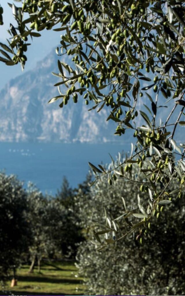 Is Extra Virgin Olive Oil too expensive?