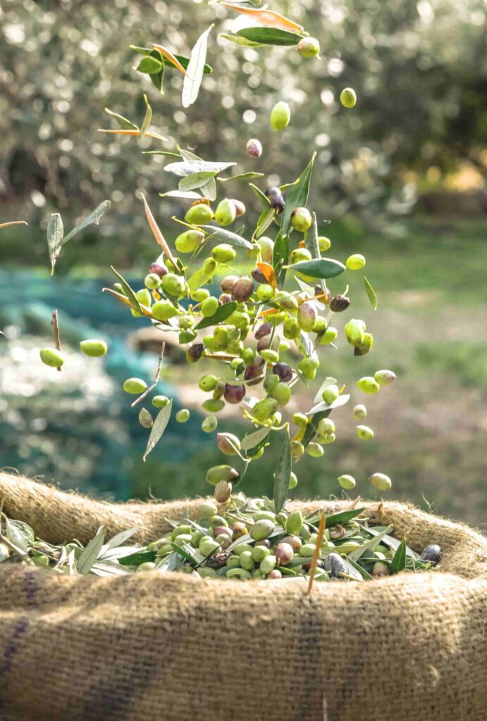 The Concept of “Terroir” Isn’t Just for Winemaking. We Use it for Olive Oil, too!