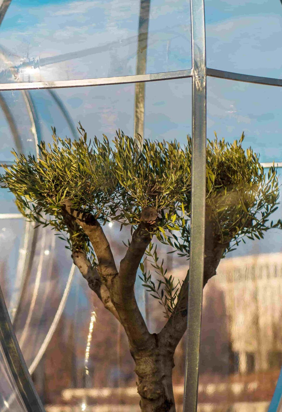 How Does Climate Change Affect The Quality Of Extra Virgin Olive Oil?